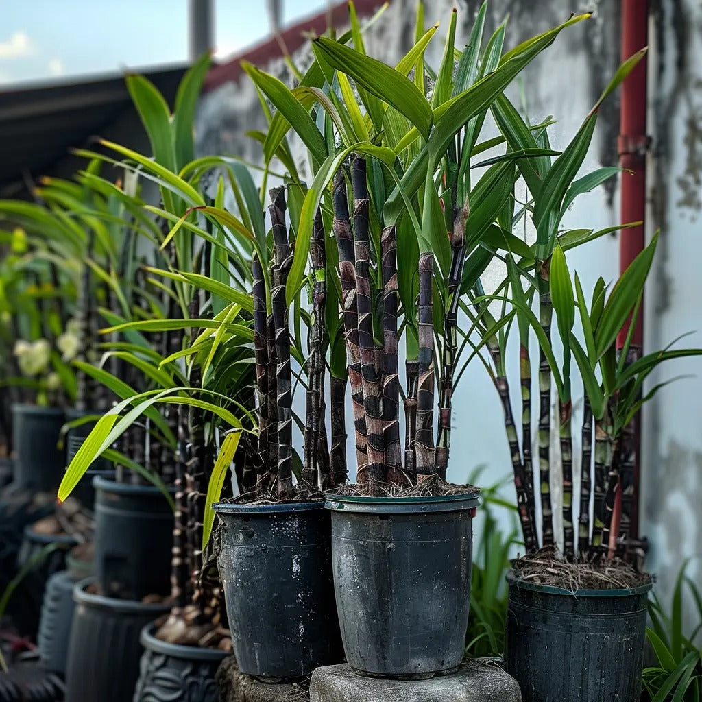Premium High-Sucrose Sugarcane Seeds | 1000+ Non-GMO Hybrid Sugar Cane Seeds for Home Gardening ๐ฟ๐ฌ