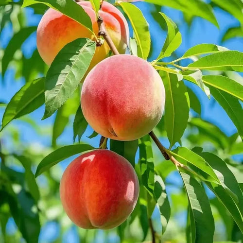 【Verdant.Vitality】Premium Peach  | Grow Your Own Indoor/Outdoor Fruit Tree 🍑🌿