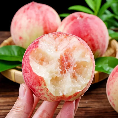 【Verdant.Vitality】Premium Peach  | Grow Your Own Indoor/Outdoor Fruit Tree 🍑🌿