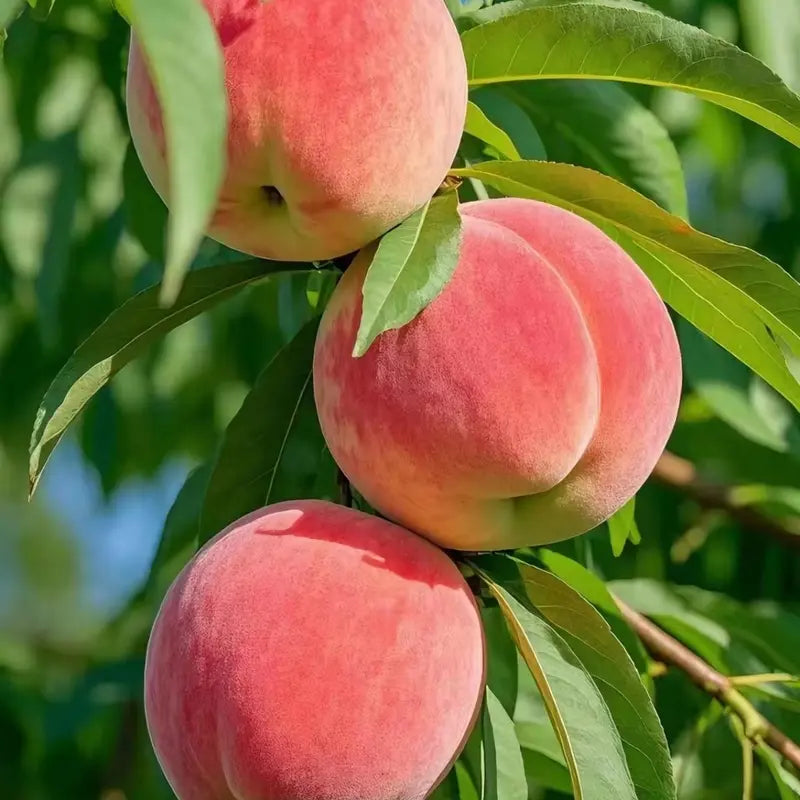 【Verdant.Vitality】Premium Peach  | Grow Your Own Indoor/Outdoor Fruit Tree 🍑🌿