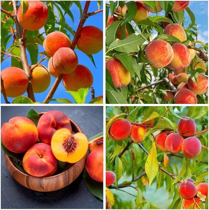 🍑 Peach Plant Kit | Sweet & Juicy Fruit for Your Home Orchard🏡