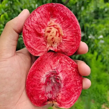 【Verdant.Vitality】Premium Peach  | Grow Your Own Indoor/Outdoor Fruit Tree 🍑🌿
