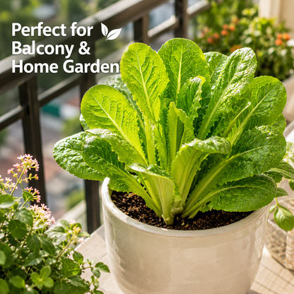 Grow once, harvest for months! The ultimate cut-and-come-again veggie! ⚡
